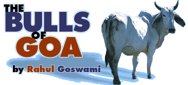The Bulls of Goa