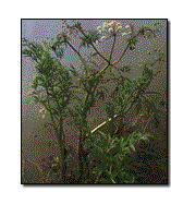 In the gothic garden