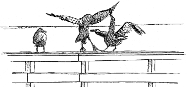 Sketch by Martha Anne Booth