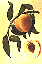 fruit picture