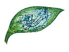 Leaf