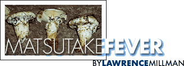 Matsutake Fever